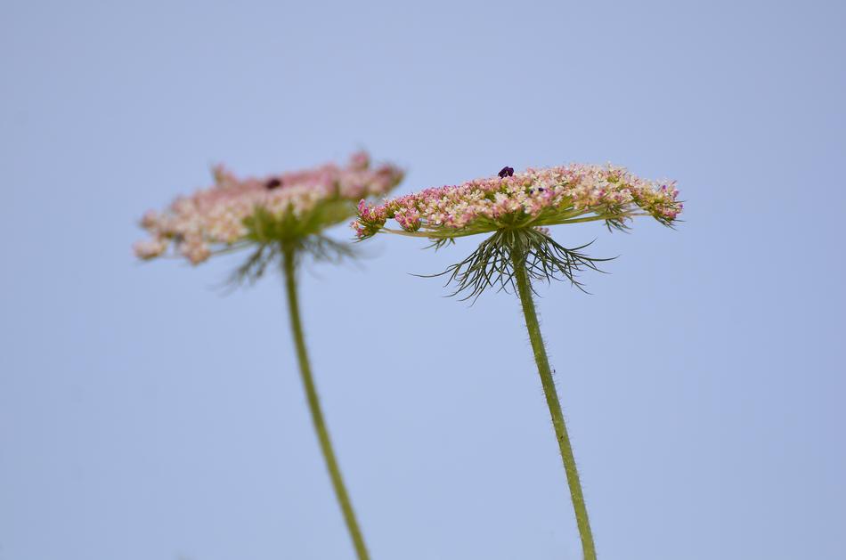Nature Flora Flower