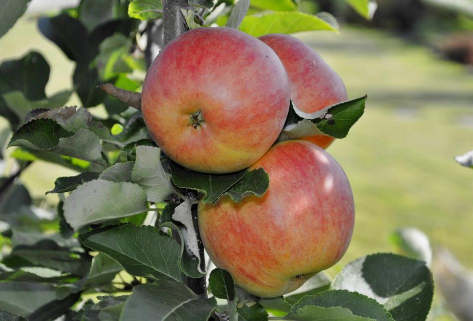 ripe apples on the tree