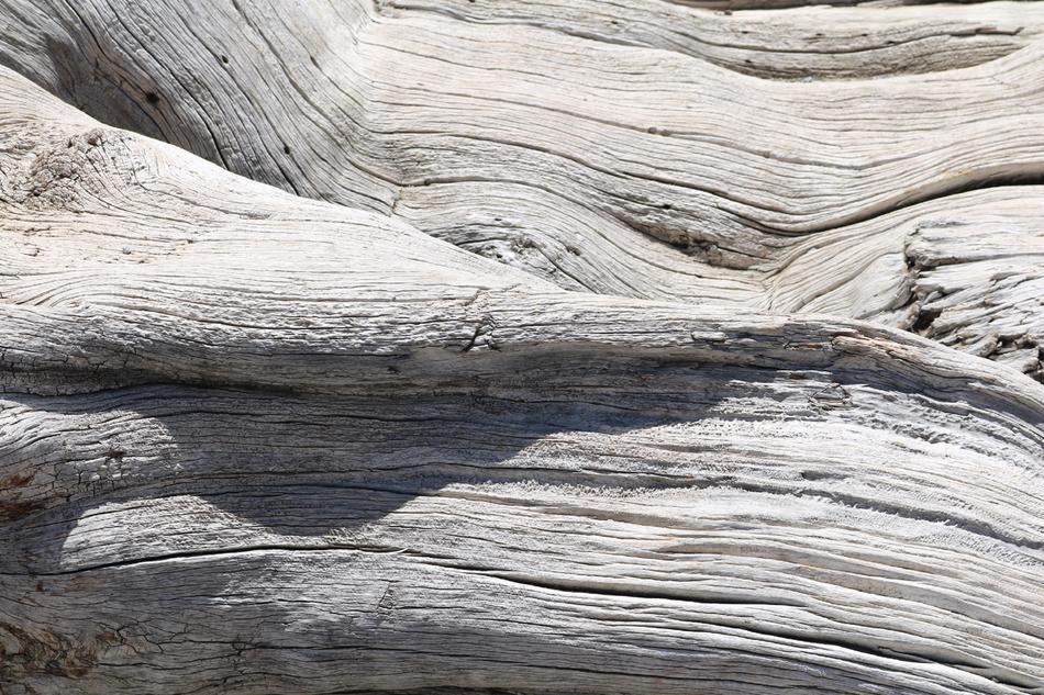 Tree Tribe Log