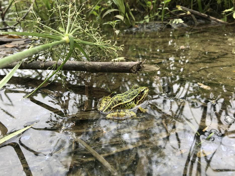 Frog See The Pocket-Appoint