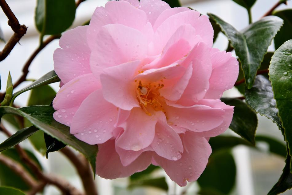 Rose Bush Bloom Pink
