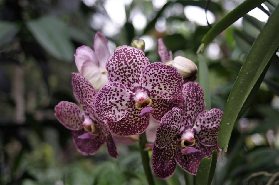 Nature Flora Flower