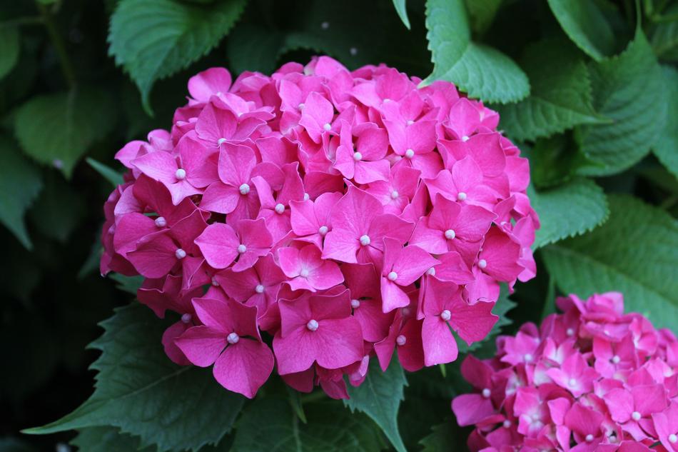 Flower Nature Plant