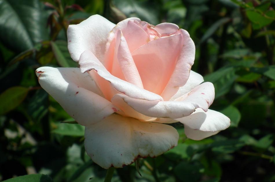 Flower Rose Pink