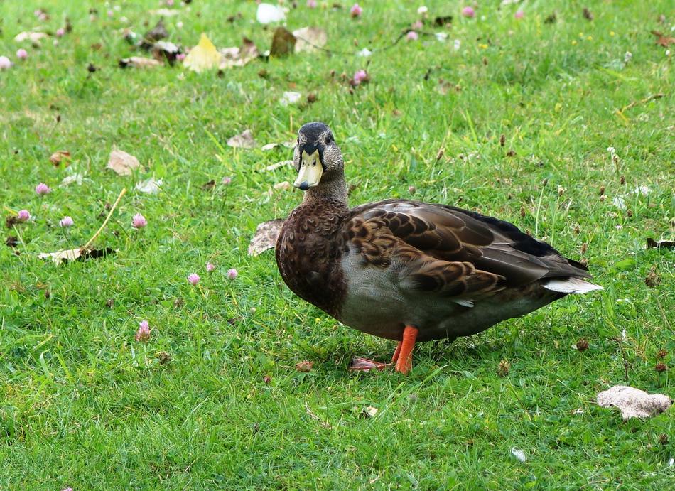 Nature Bird Animal
