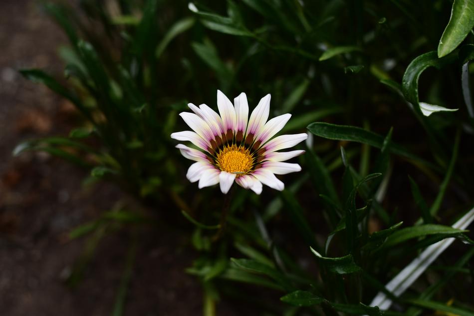 Nature Plant Flower