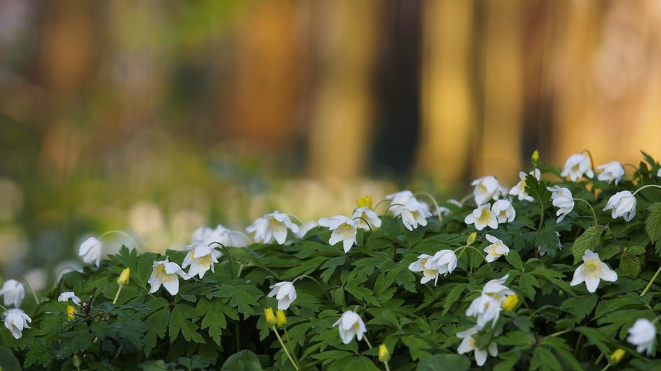 Nature Flower Plant