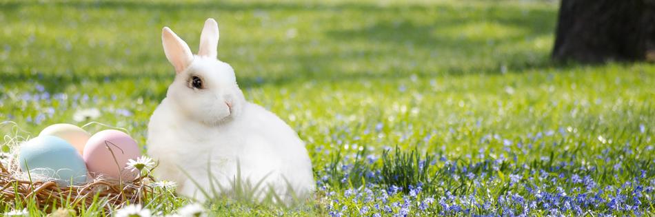 Easter Bunny Nest Egg