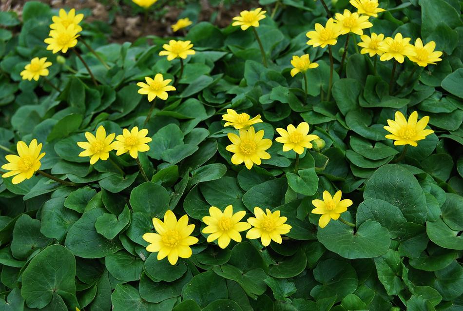 Flower Plant Nature
