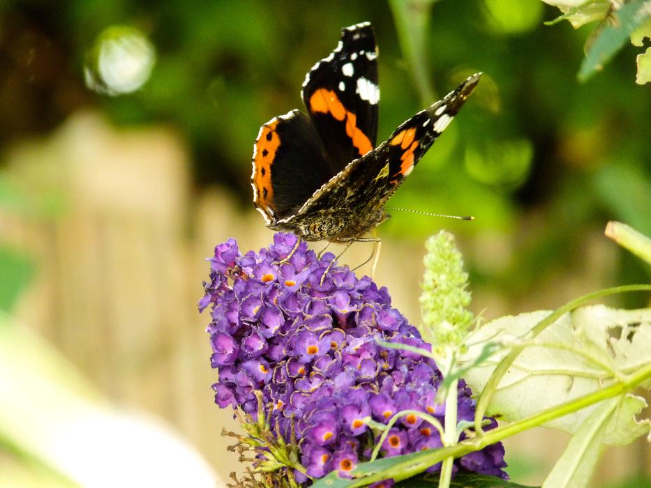 Nature Insect Butterfly