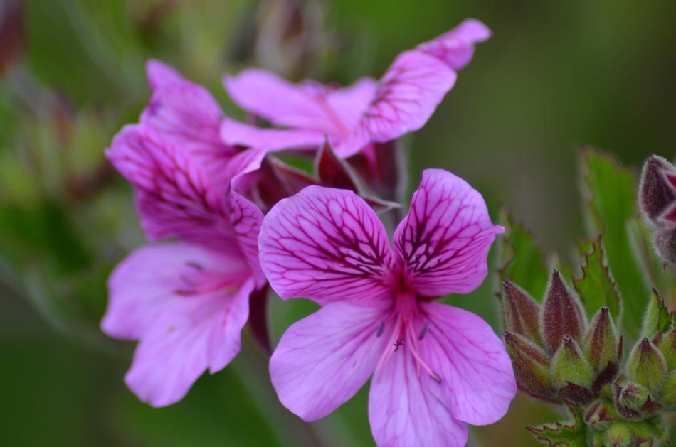 Flower Blossom Bloom Close