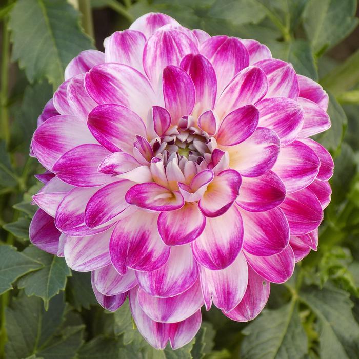 Dahlia Flower Botanical Garden