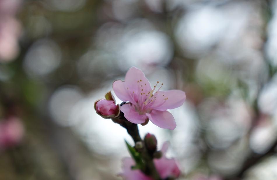 Flower Nature Plant