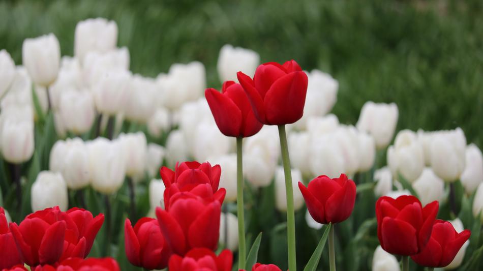 Tulip Flower Nature