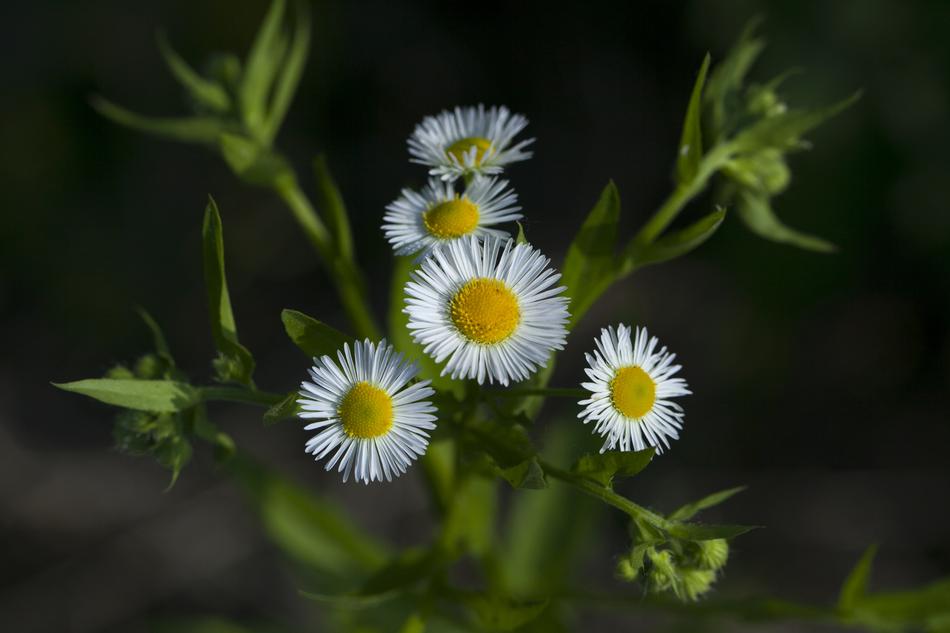 Nature Plants Flowers