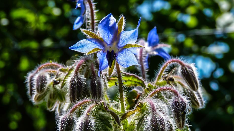Nature Plant Garden