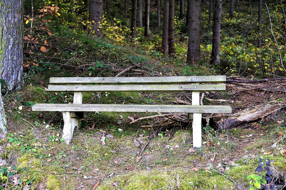 Bank Rest Forest Resting