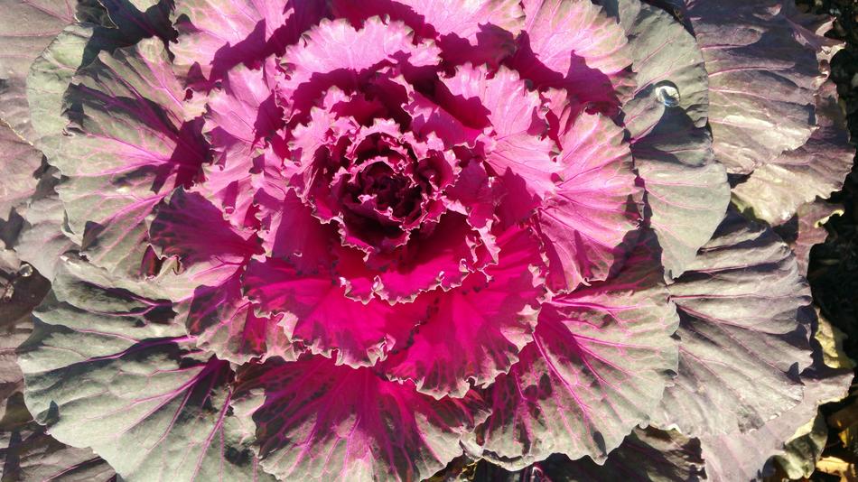 Flora Flower Nature
