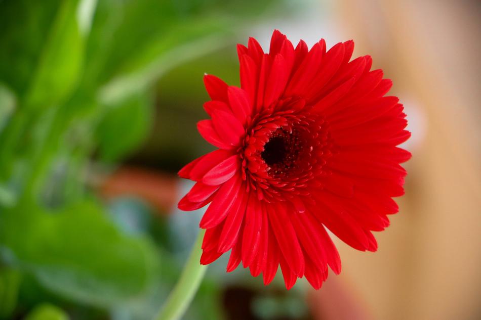 Nature Flora Flower