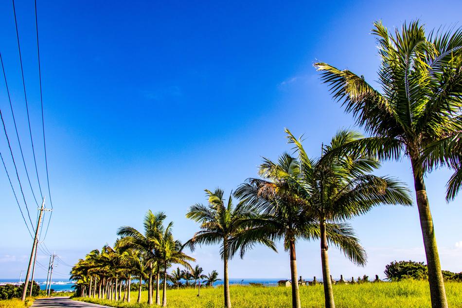 Palm Trees Sky Wood