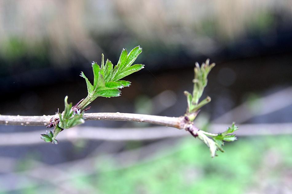 green plants on a long branch