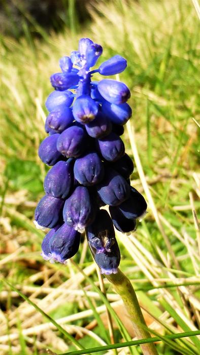 Nature Plant Summer