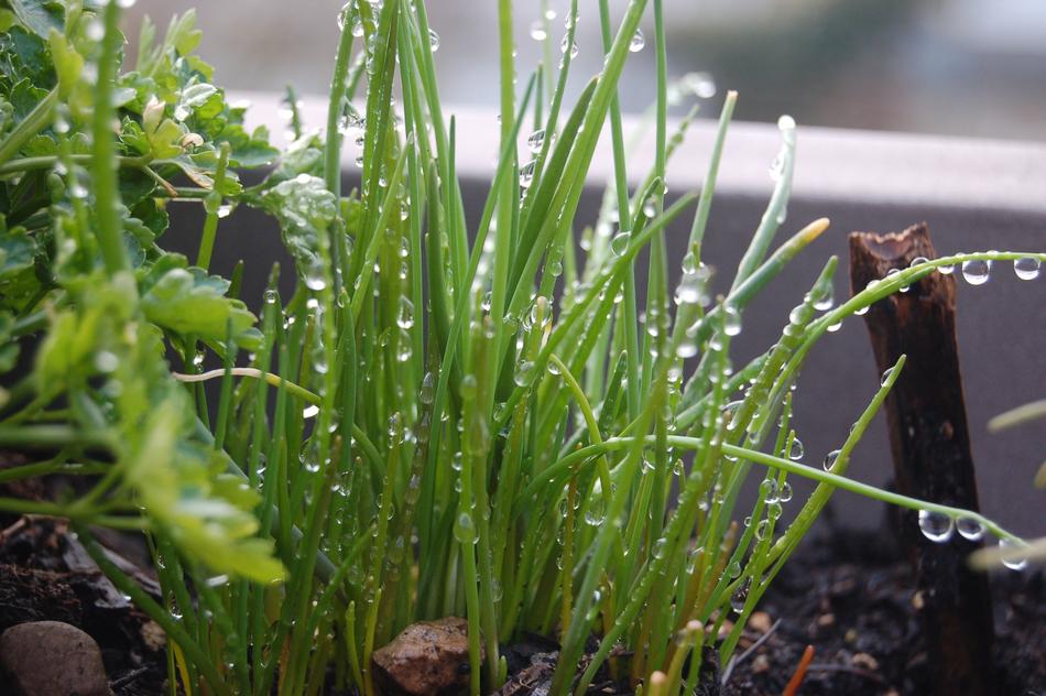 Chive