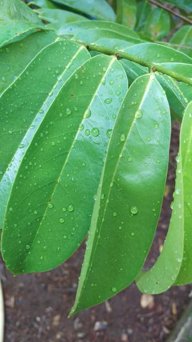 Leaf Flora Growth