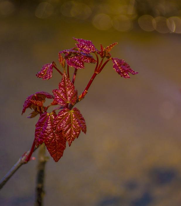 Nature Flower Flora