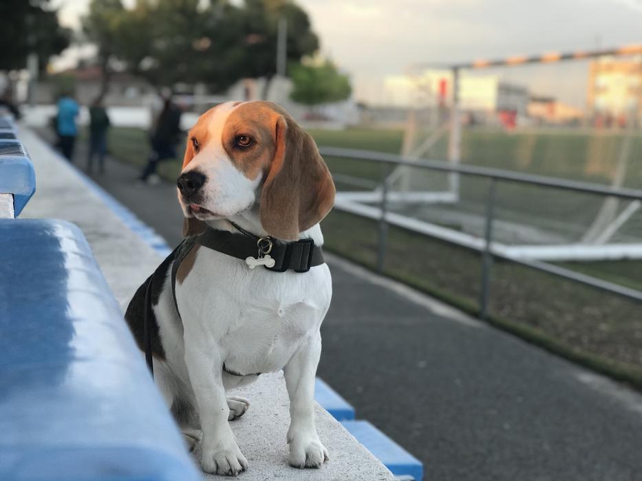 Beagle, small hunting Dog in city