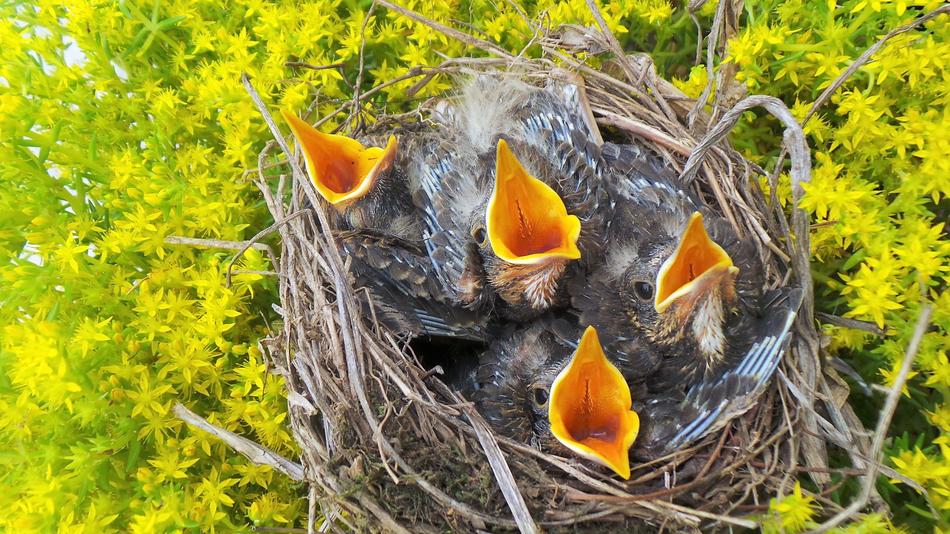 Nature Coop To Feed Waiting For