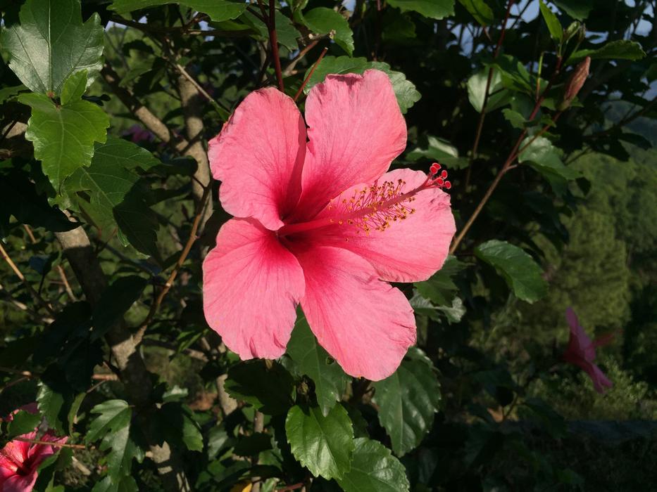 Ibiscus Flower