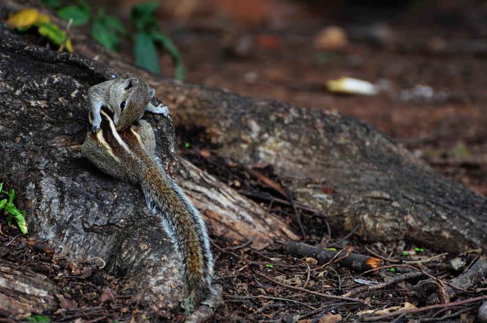 Nature Wildlife Reptile
