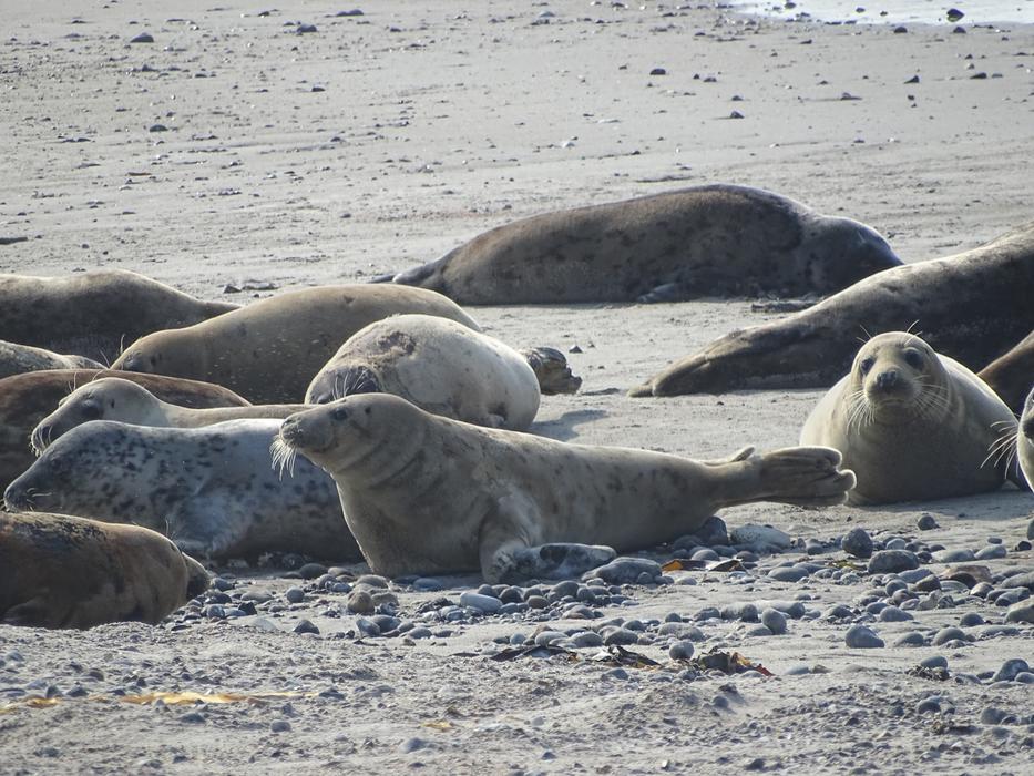 Seal Robbe Helgoland