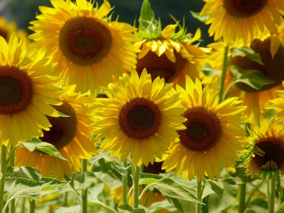 Plant Flower Nature