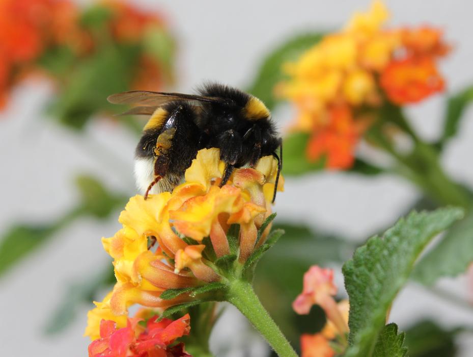 a big bumblebee on the flowers