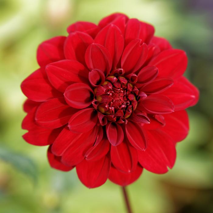 Flower Nature Plant