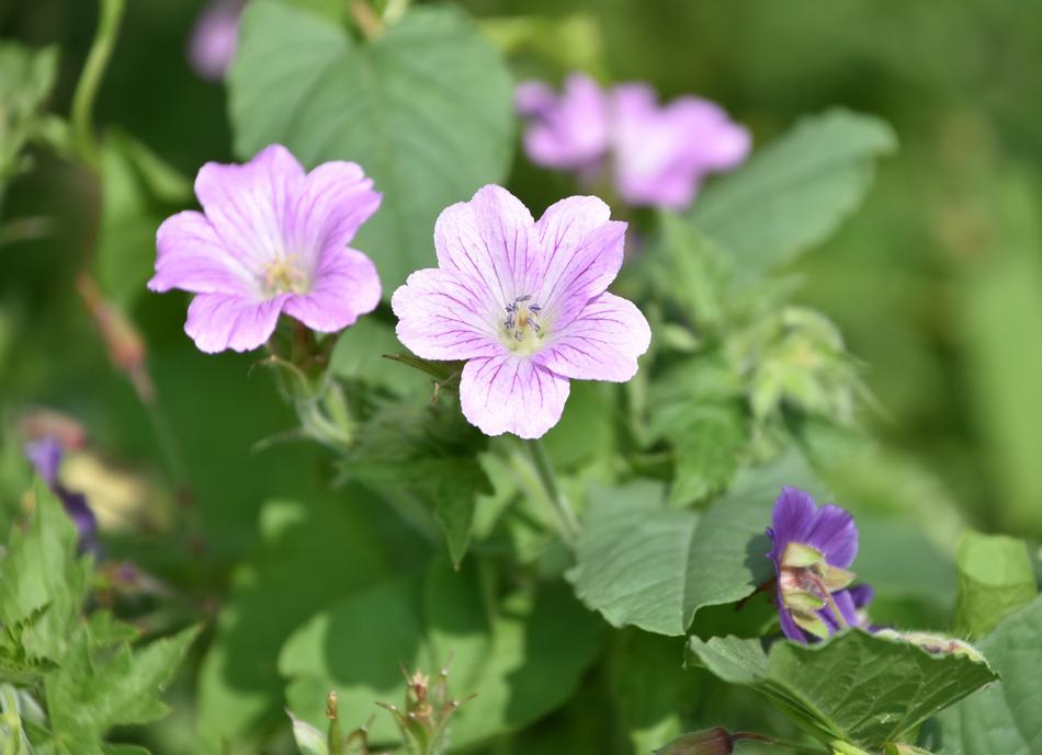 Flower Plant Petals