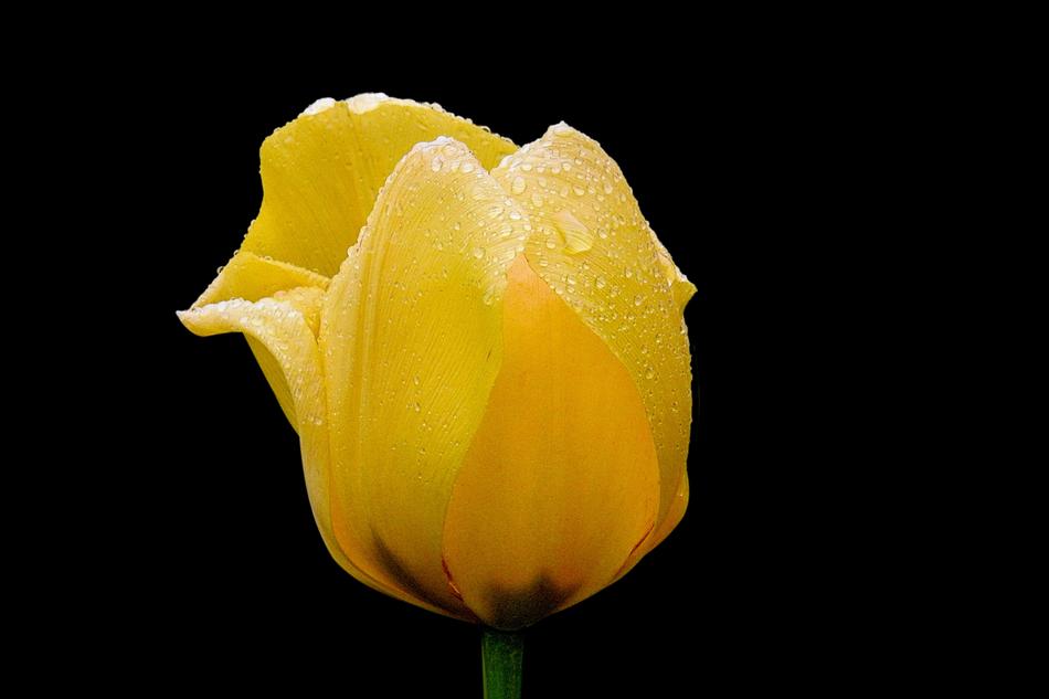 Flower Nature Tulip