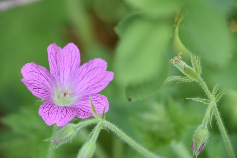 Flower Plant Petals