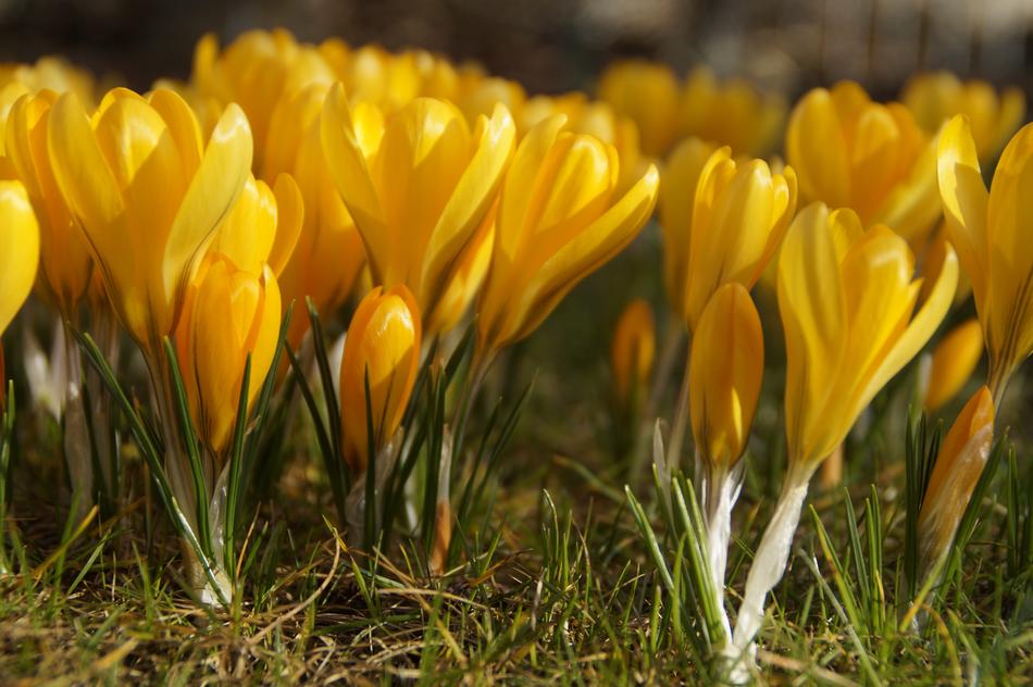 Nature Plant Flower