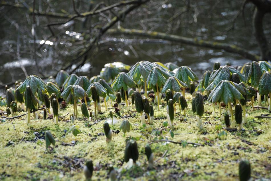 green plant on mossy grass