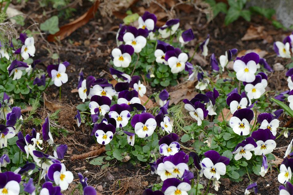 Flower Plant Nature