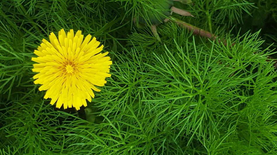 Nature Plant Summer