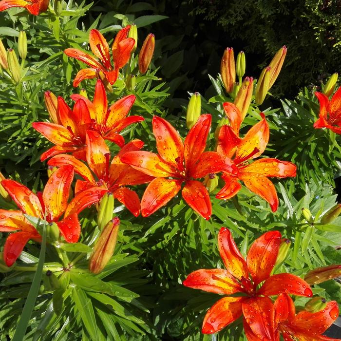 Flower Plant The Nature Of