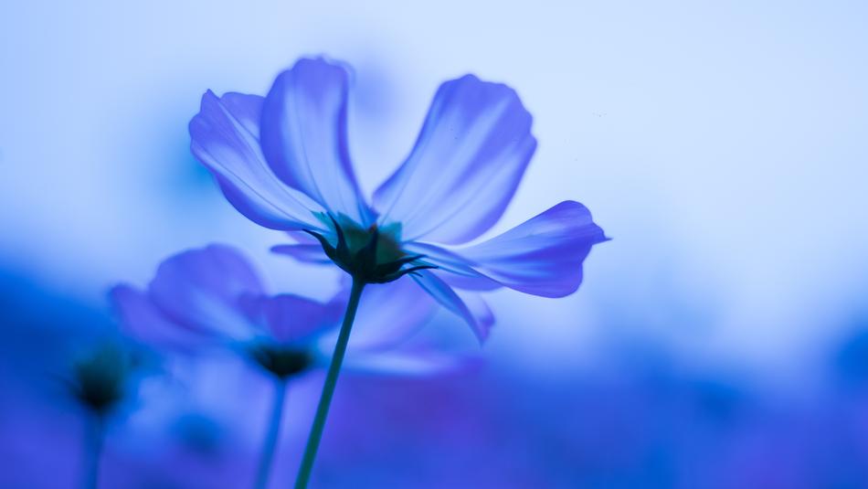 Nature Flower Plant