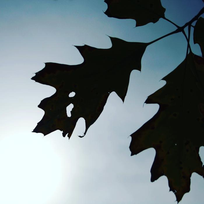 Leaf Leaves Autumn Dried