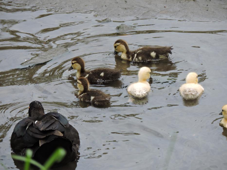 Body Of Water Duck Birds
