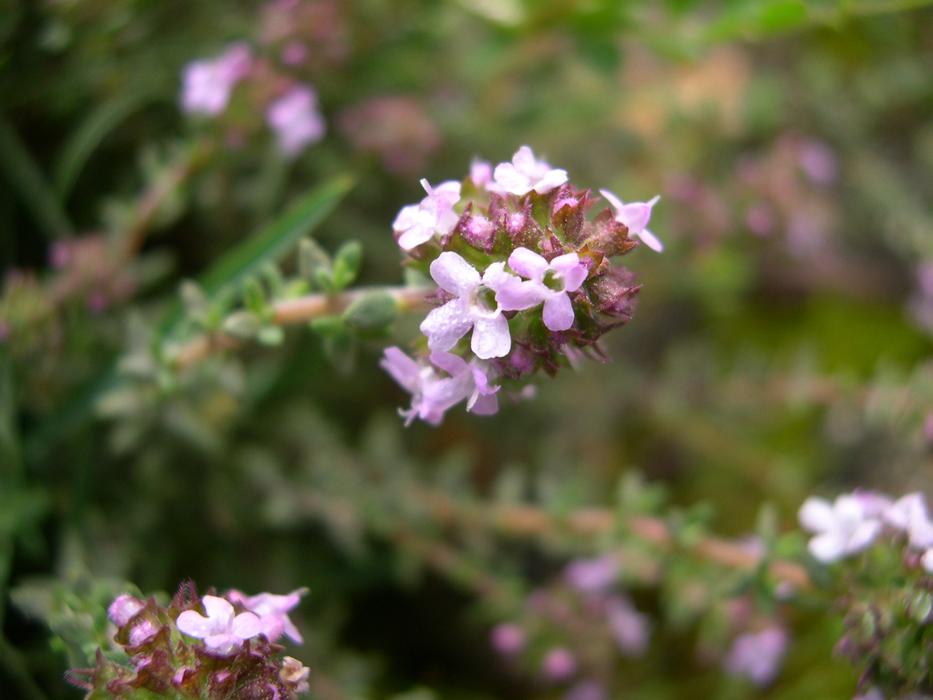 Flower Nature Plant No