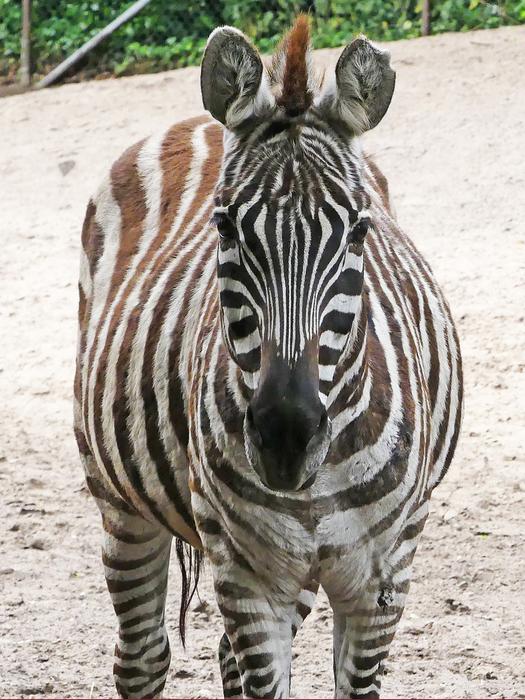 zebra in the camera landscape